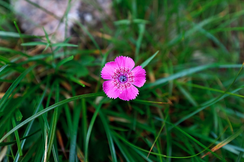 Shades of Pink – An Extended Pink Color Palette