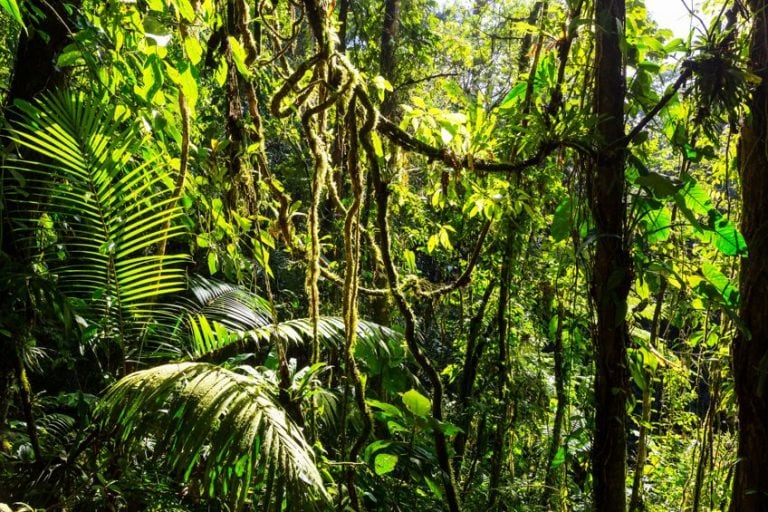 Shades of Green Color - Creating a Vibrant Green Color Palette