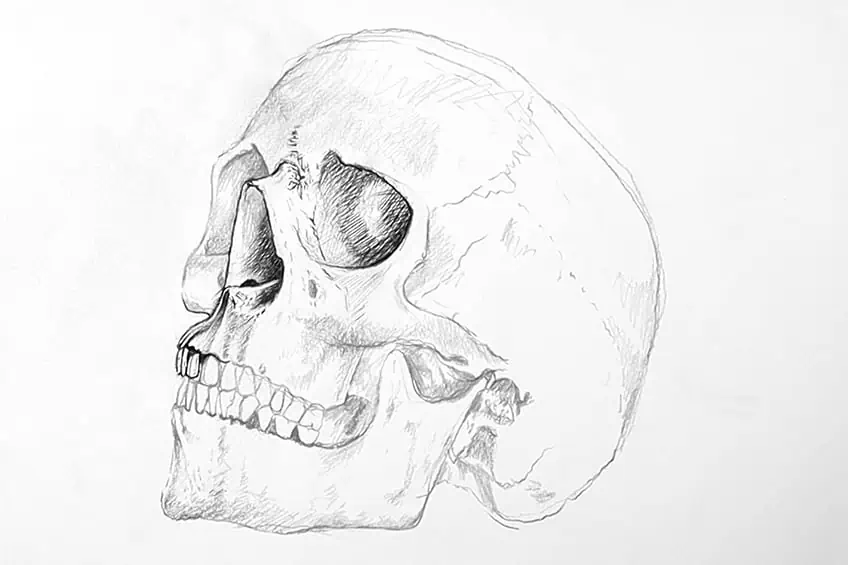 skull drawing 12