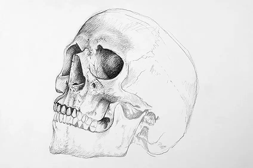 Рисунок черепа 14