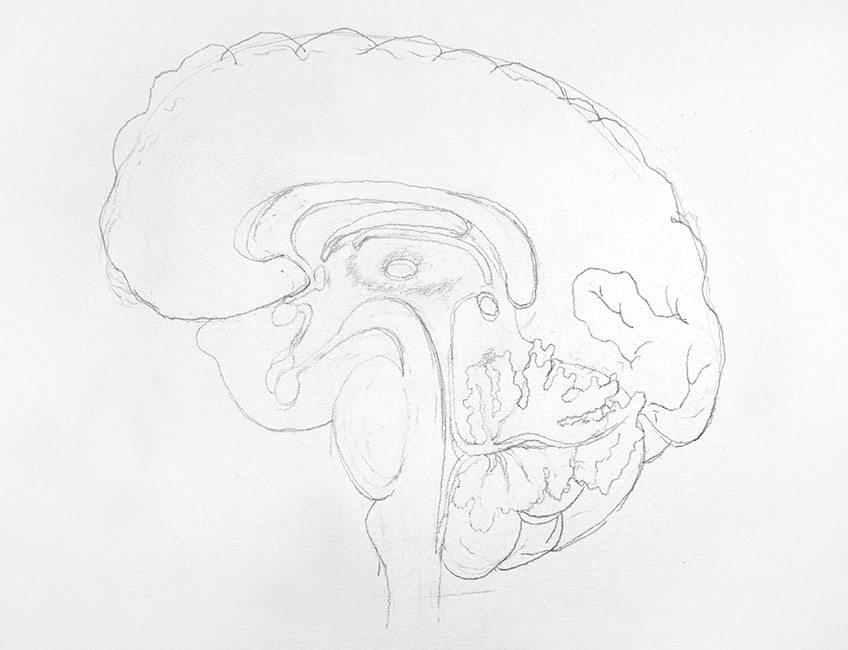 Рисование мозга 1b