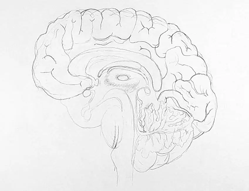 Рисование мозга 1с