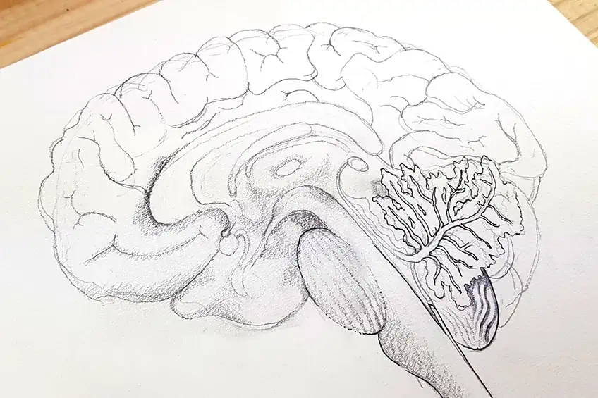 Рисование мозга 2b