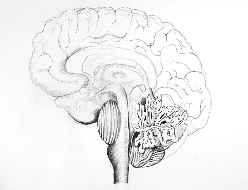 Рисование мозга 3b