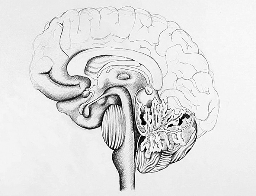Рисование мозга 4