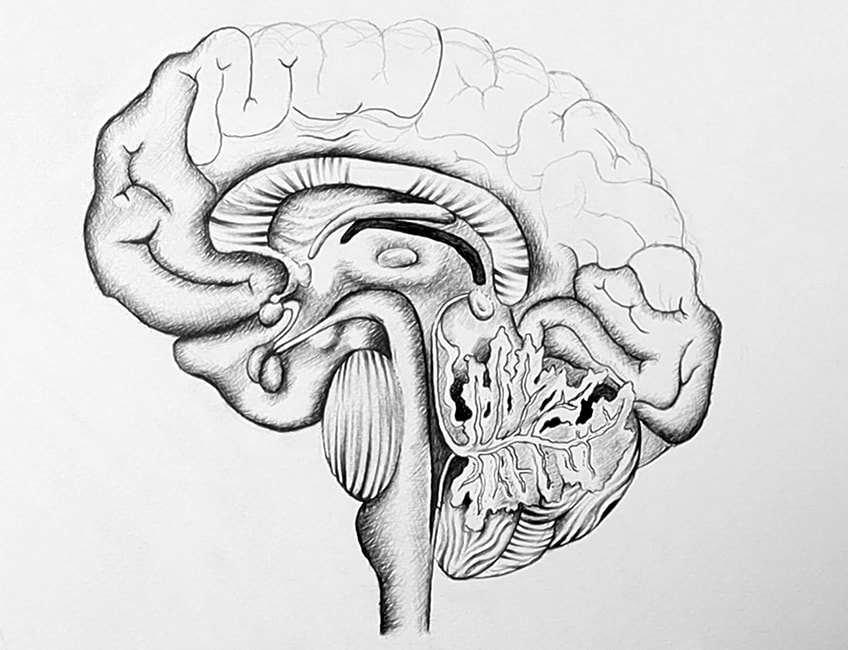 Рисование мозга 4с
