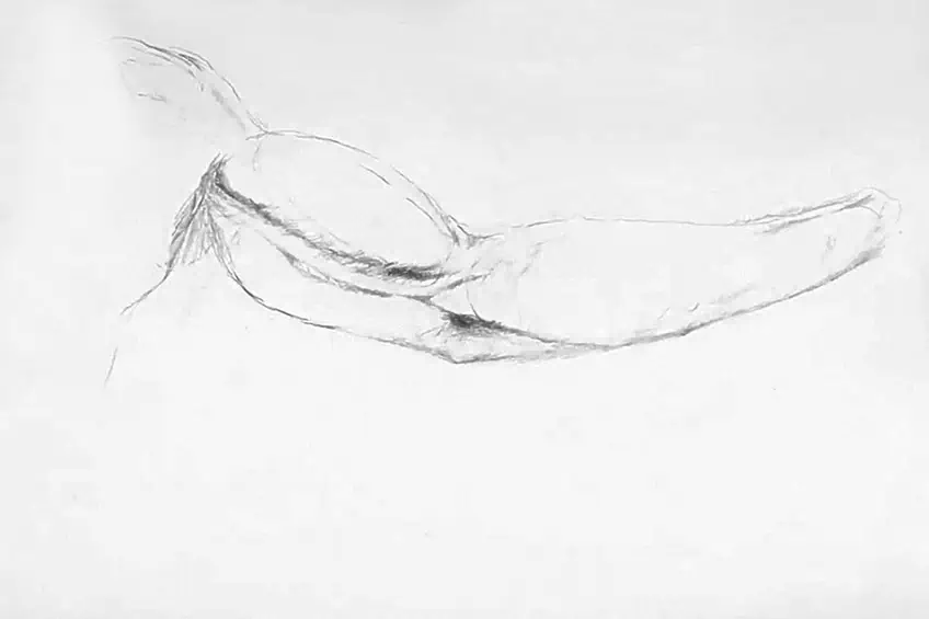 Male Arm Drawing 2
