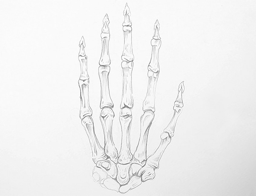 Hand Bones Sketch 2d