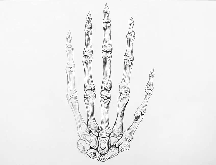 Hand Bones Sketch 3c