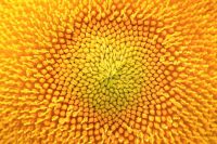 Farbe Gelb Gelbe Farbtöne, Farbpsychologie und Geschichte