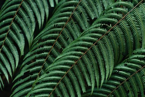 Hunter Green Color – What Color is Hunter Green?