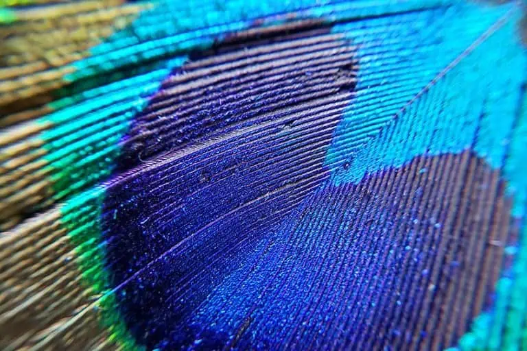 Peacock Blue – Working With Vibrant Shades of Peacock Blue