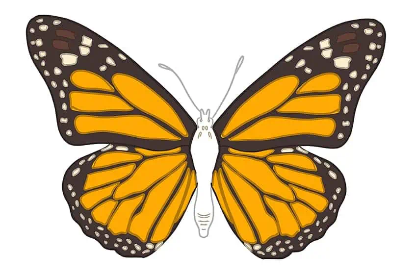 Рисунок бабочки 11