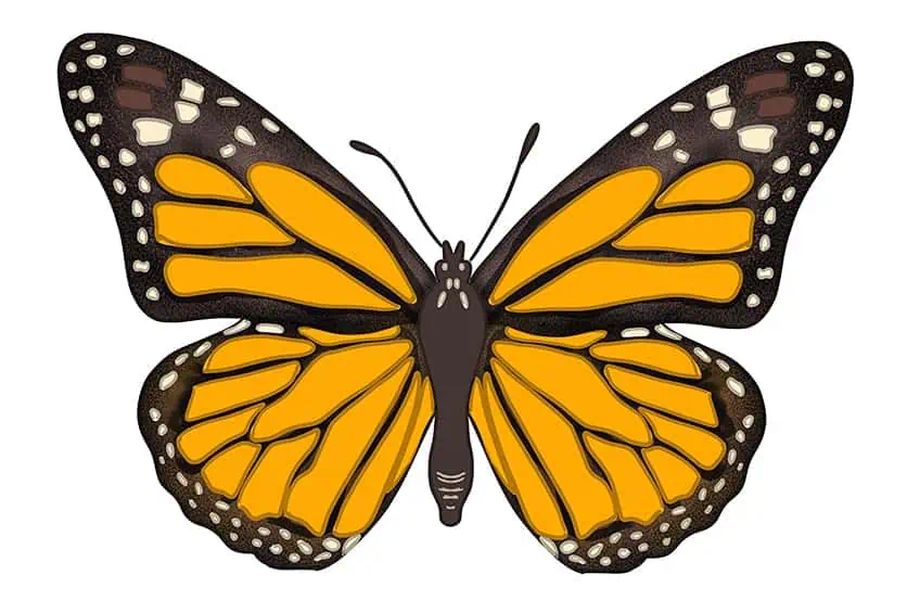 Рисунок бабочки 13