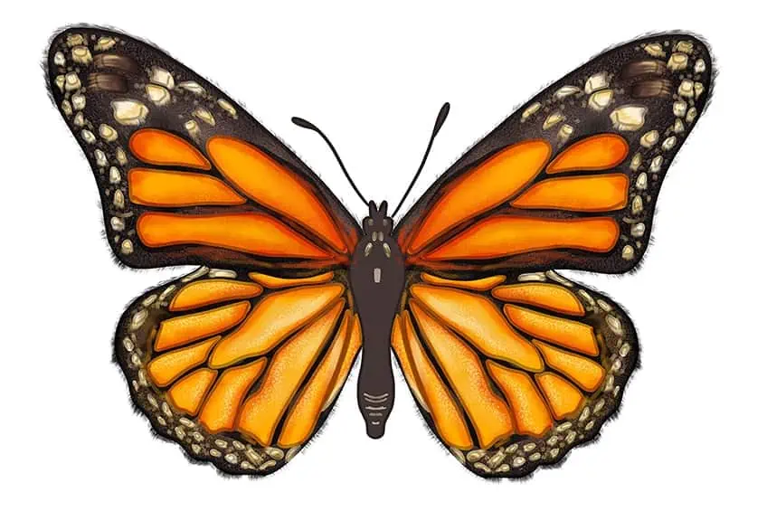 Рисунок бабочки 16