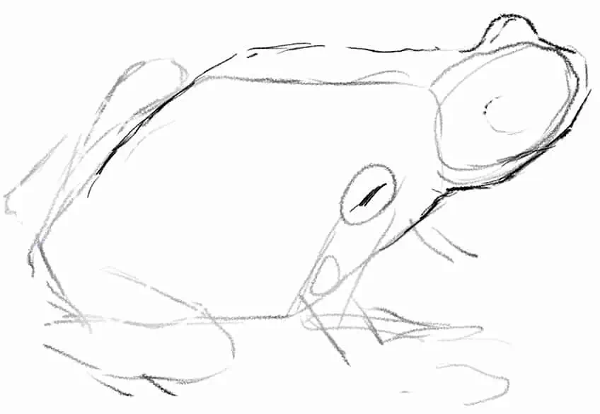 Draw Frogs 04