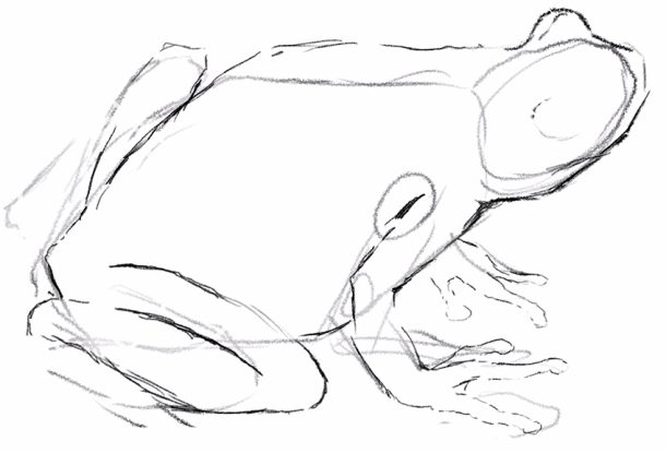  Frosch zeichnen - Erstelle eine einfache Frosch-Zeichnung Motiv 