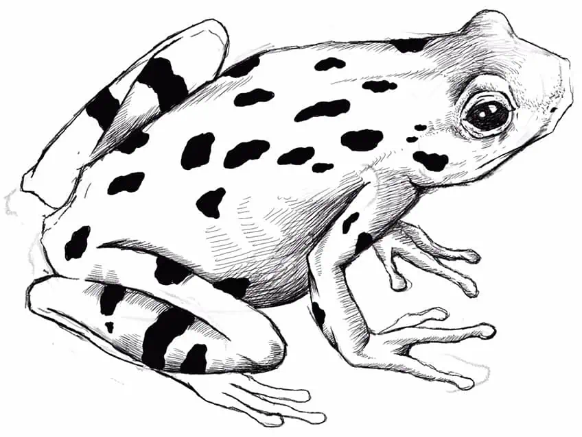 Zeichne einen Frosch 18