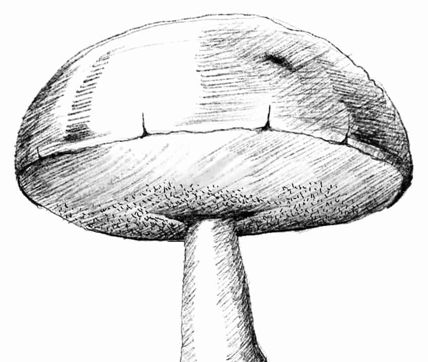 Zeichnung Pilze 31