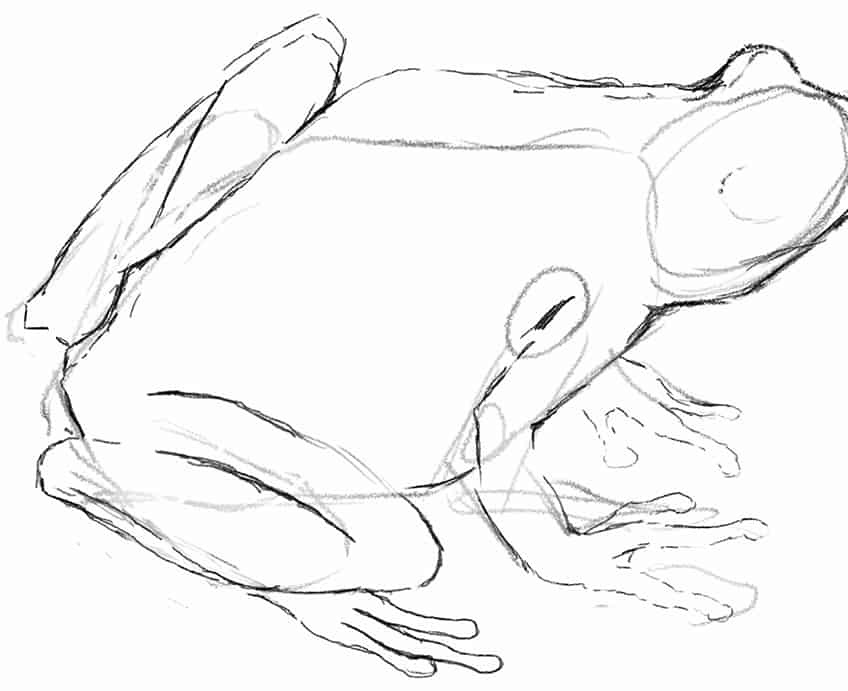 Легкий рисунок лягушки 08