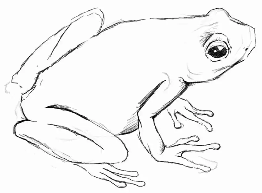 Легкий рисунок лягушки 10
