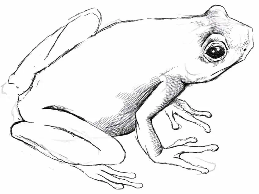 Легкий рисунок лягушки 11