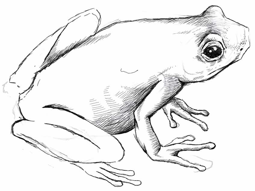 Легкий рисунок лягушки 12
