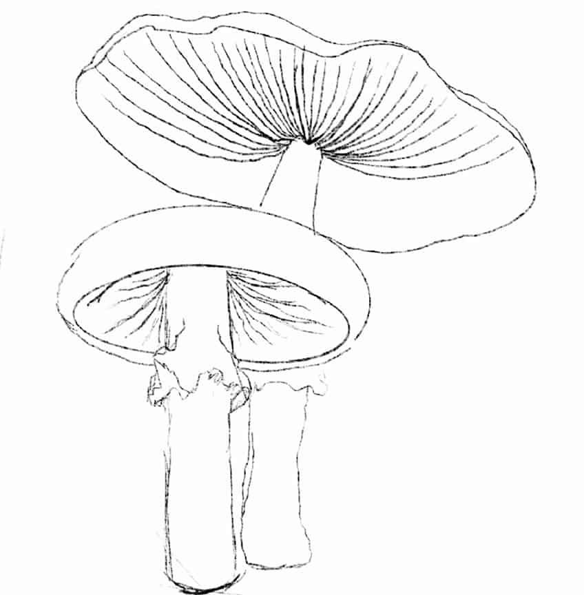 Fungus Drawing 15