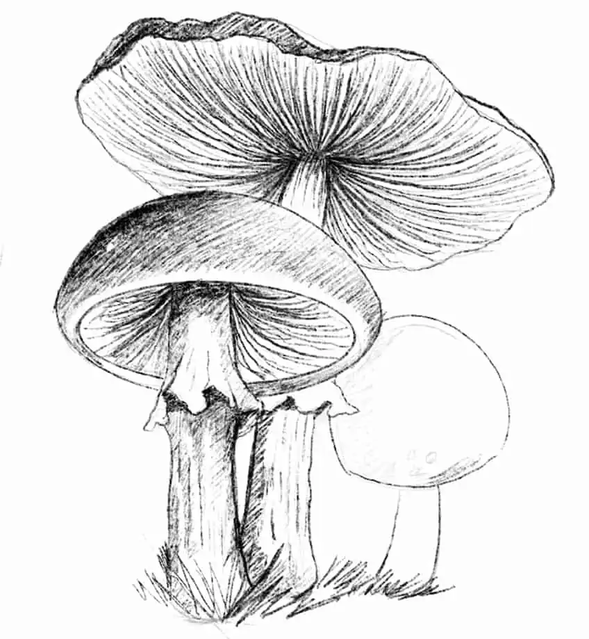Fungus Drawing 19