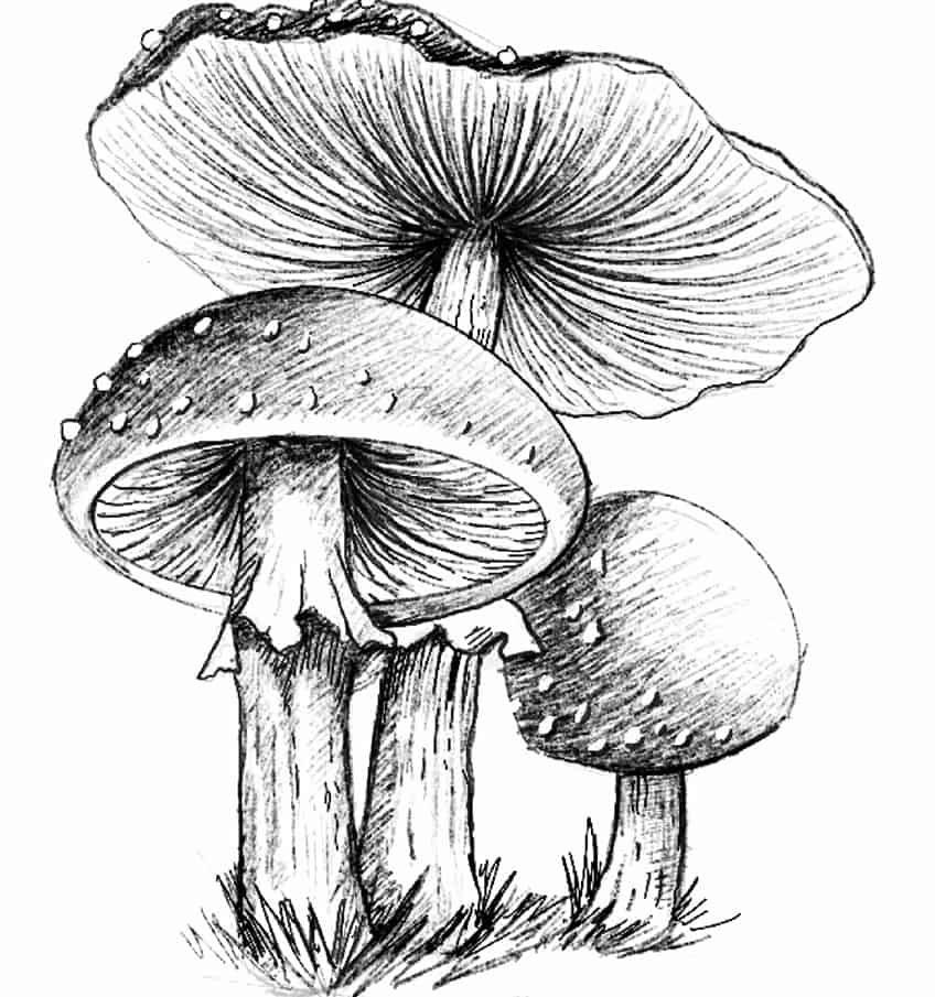 Fungus Drawing 21
