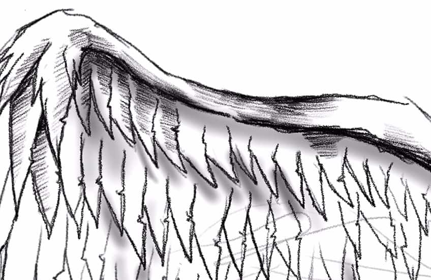 Wing, Wing Drawing, Angel Wings Drawing, Angle Wings Drawing PNG  Transparent Clipart Image and PSD File for Free Download