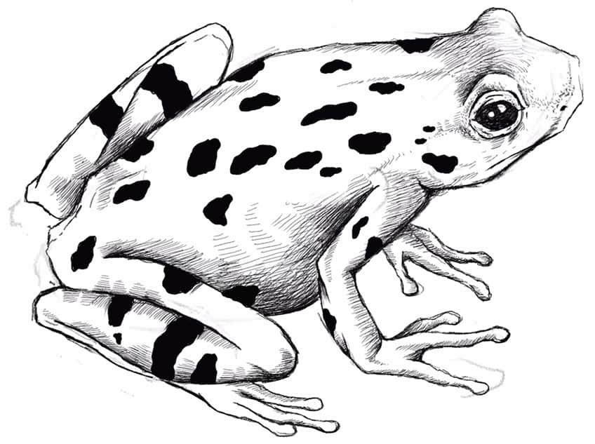 How to Draw a Frog 20
