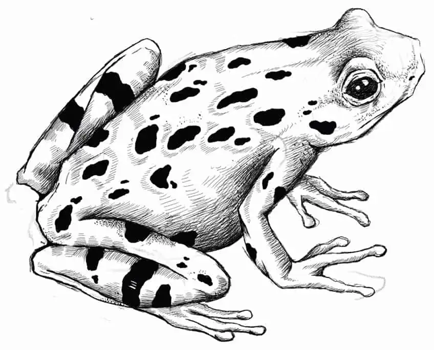 How to Draw a Frog 23