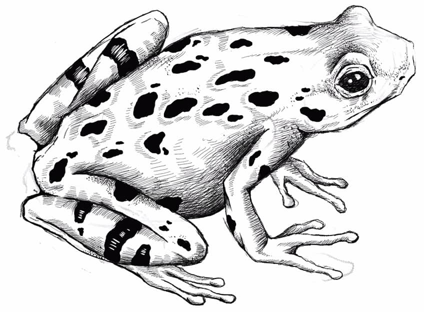 Comment dessiner une grenouille 24