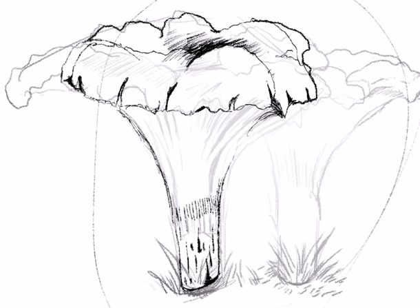  Pilze zeichnen - So zeichnest du einen Pilz Schritt für Schritt Bildidee 