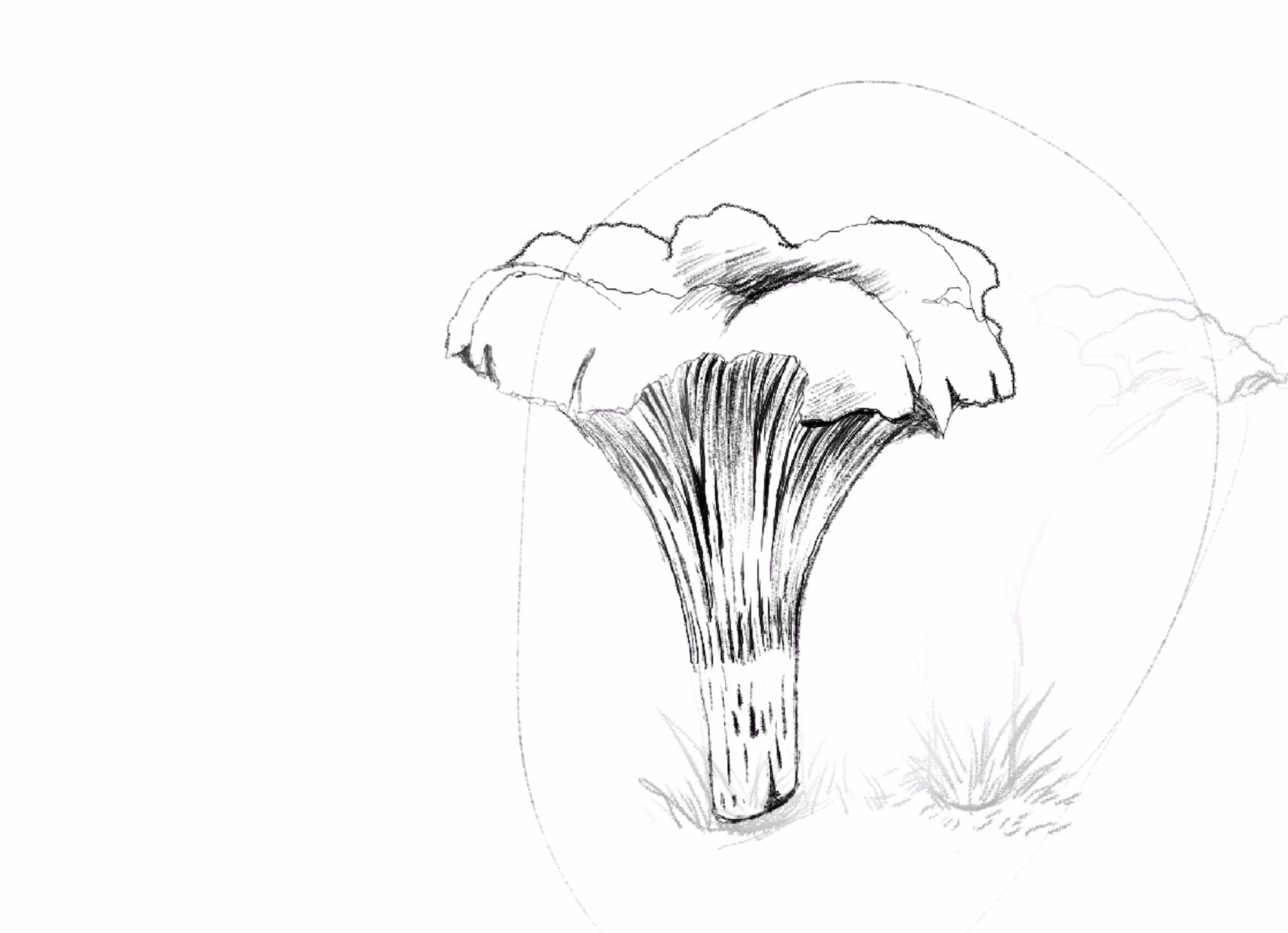 Mushroom Drawing - How to Draw a Mushroom Step-by-Step