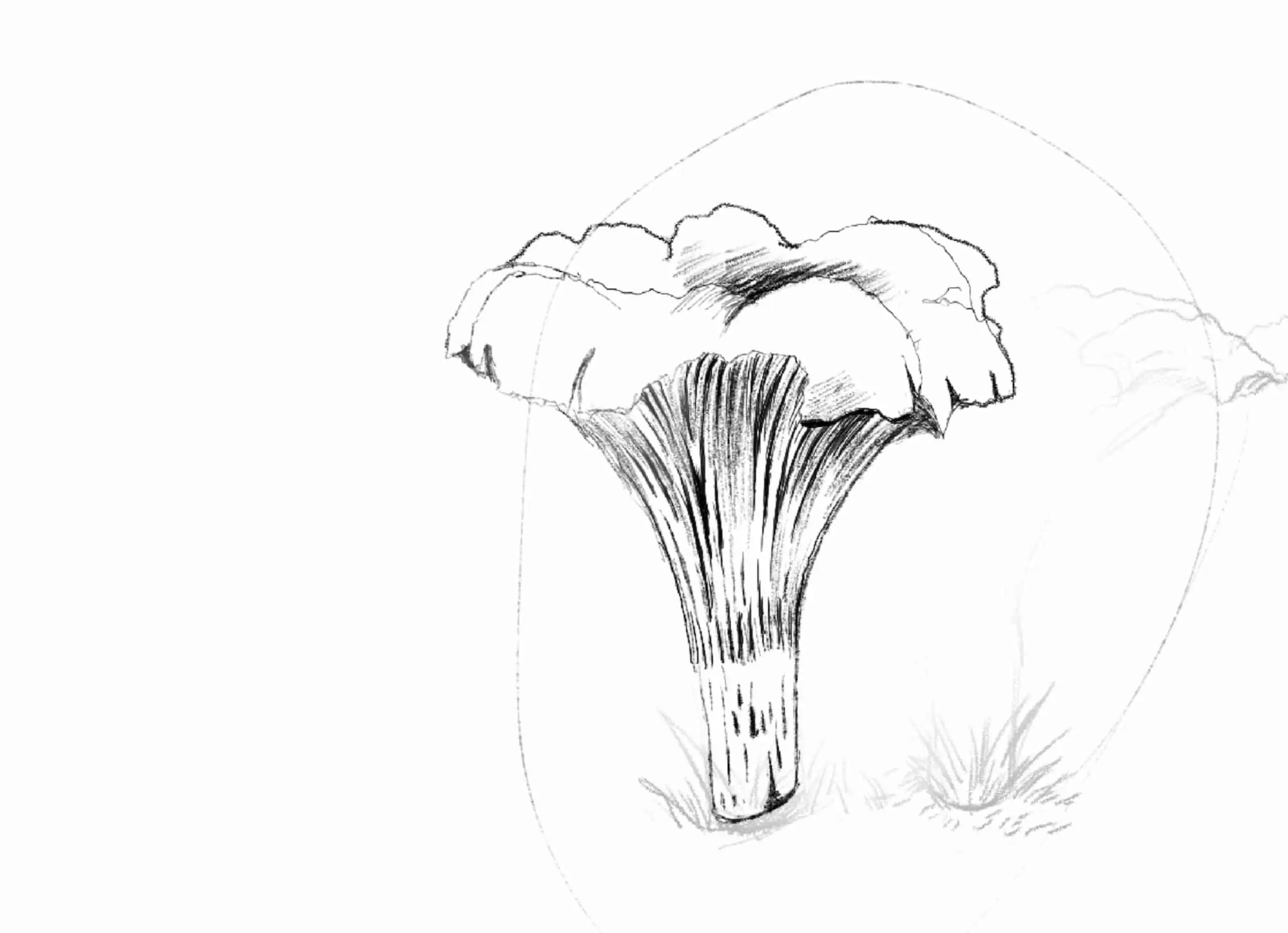 Как нарисовать гриб 06