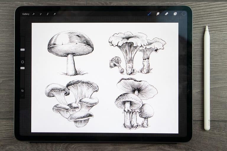 Mushroom Drawing – How to Draw a Mushroom Step-by-Step