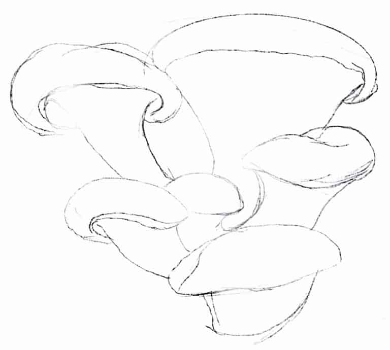  Pilze zeichnen - So zeichnest du einen Pilz Schritt für Schritt Illustration 