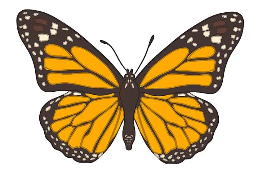 dibujo mariposa 12
