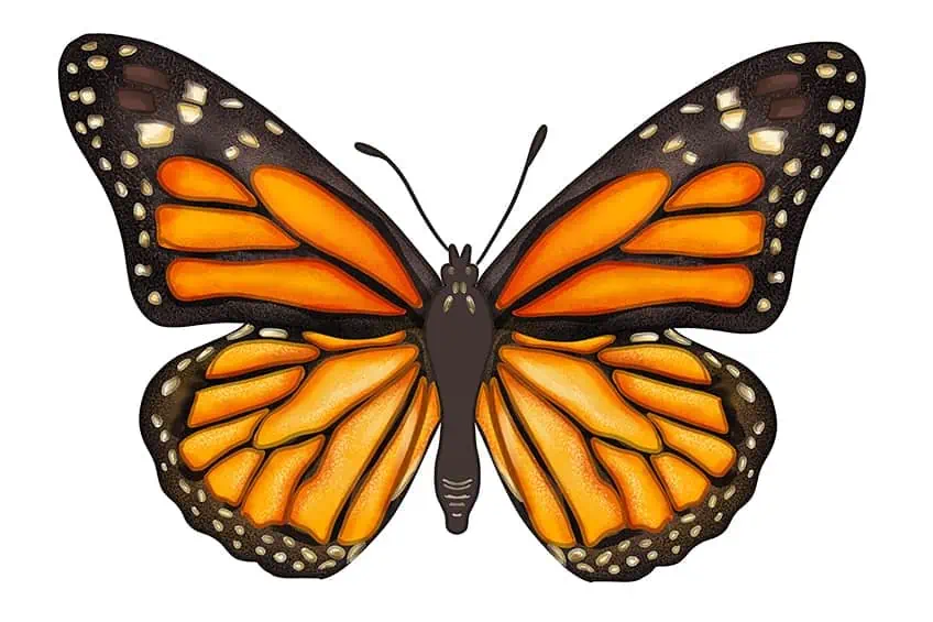 dibujo mariposa 15