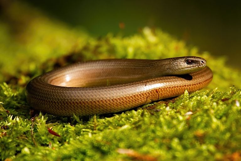 What Colors Go With Bronze? Warm Metals Color Schemes