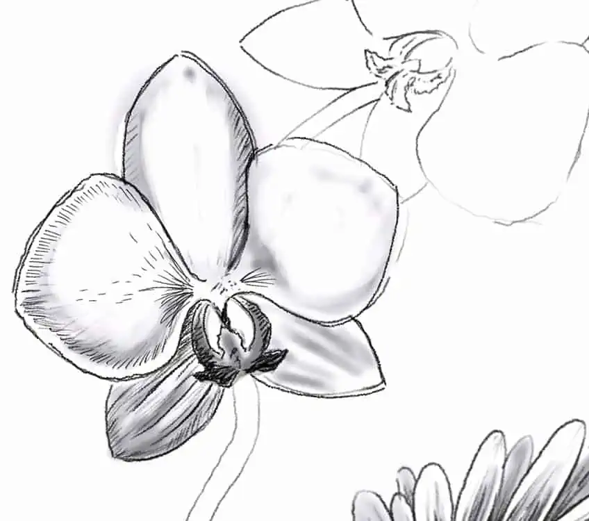 Dibujando Flores 33