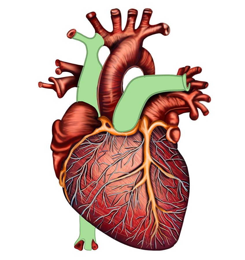 Zeichnung Herz Anatomie 31