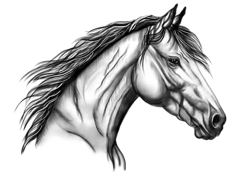 Рисунок лошадиной головы 16