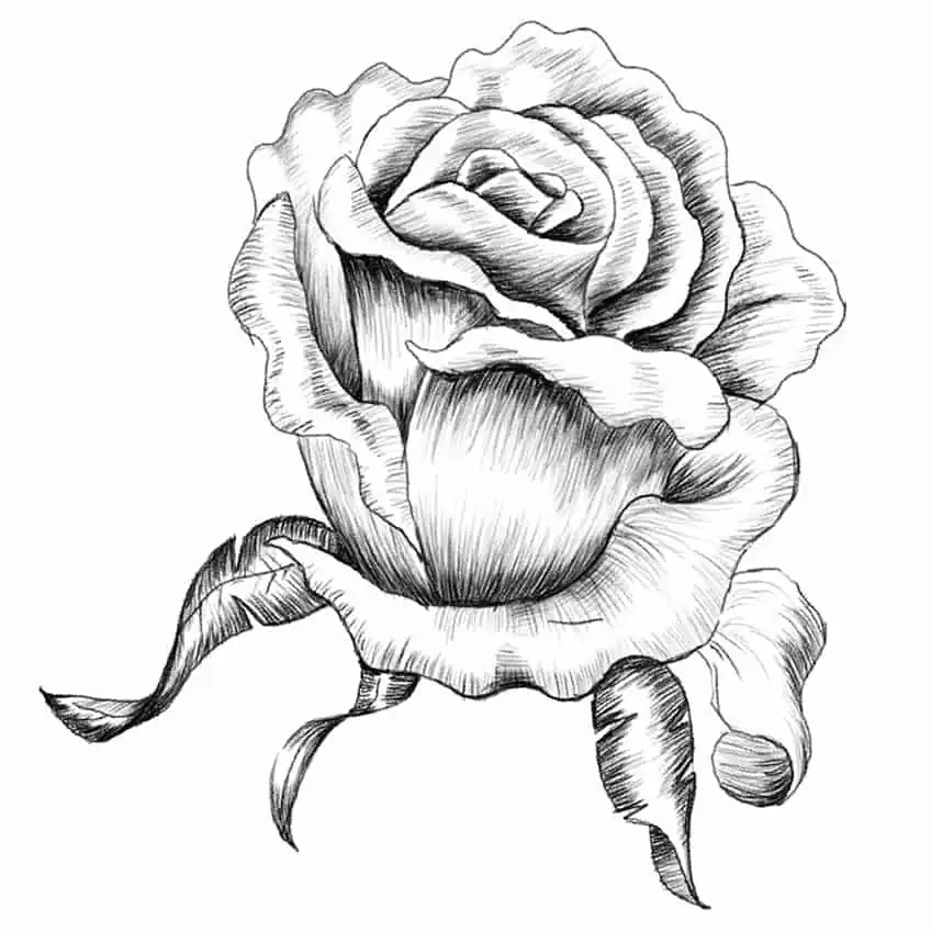 Drawing of a Rose 12