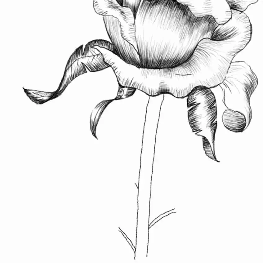 Drawing of a Rose 13