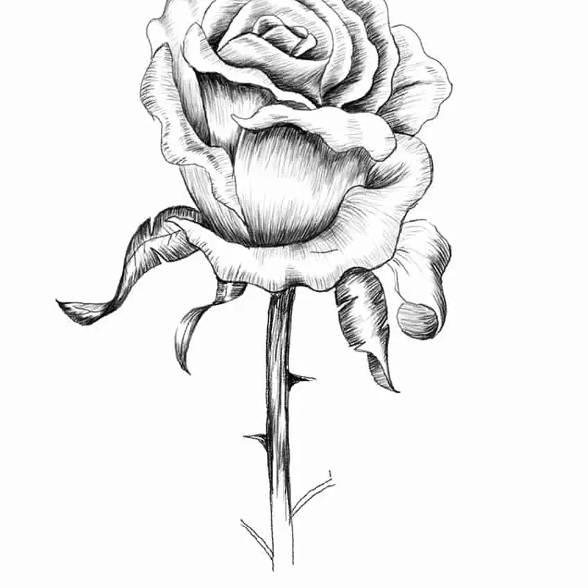 Drawing of a Rose 14