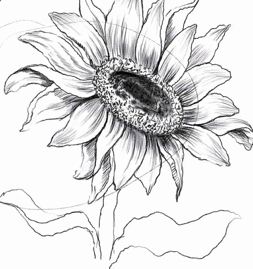 Flower Sketch 21