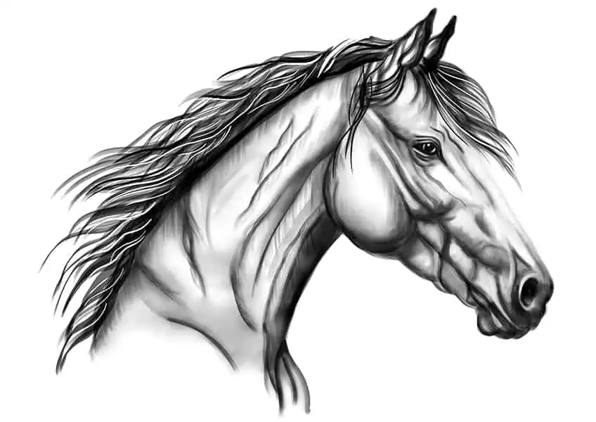 Horse Head Sketch 17